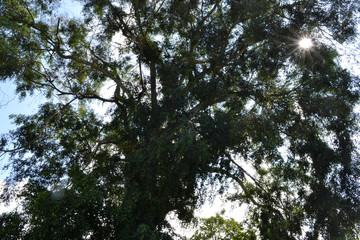 An old and abandoned house in Lembang, Bandung, West Java - Indonesia. It was a seminary complex back around 50 years ago