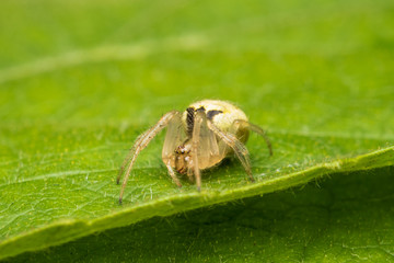 Spider