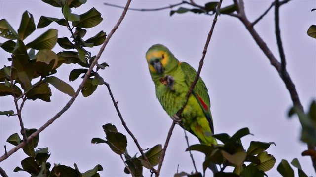  Blue-fronted Parrot (Amazona aestiva) eat in tree. Image in the Pantanal Biome. Mato Grosso do Sul state, Central-Western - Brazil.