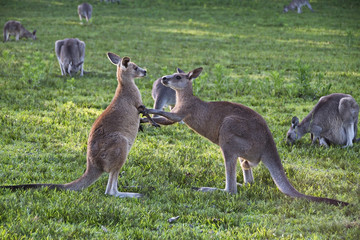 Kangaroo Fight