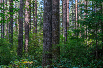 Fototapeta premium McLane Creek Forest