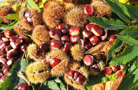 Autumn composition of chestnuts, hedgehog and chestnut leaves