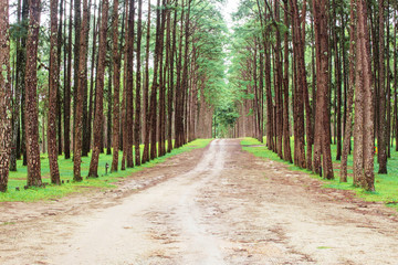 Pine forest with pathways of nature.