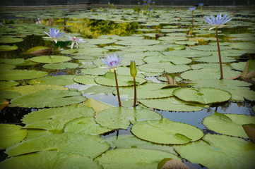 Close up beautiful lotus flower in pond.