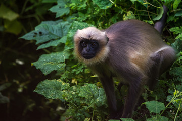 Gray Langur