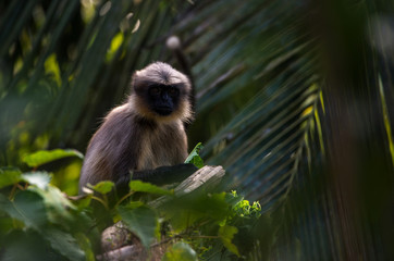 Female Gray Langur