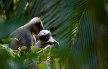 Gray Langur