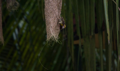 Weaving the nest Baya