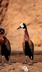 White-faced whistling duck called Dendrocygna viduata