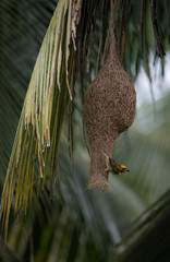 Baya Weaver Bird in Nest