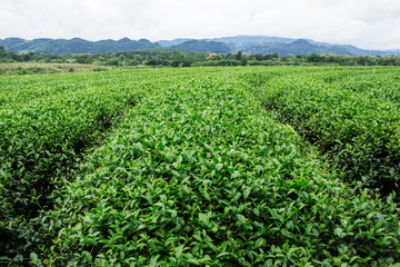 Fototapeta na wymiar tea farm with the nature.