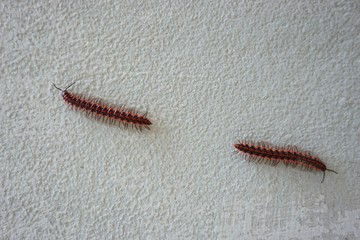 red Centipedes insect