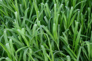 Small leaf in the Grass.background