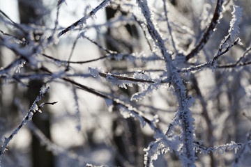 Hoarfrost on the branches of a tree