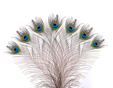 Fototapeta Peacock feathers on white background.