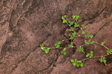 Grass on an old stone background