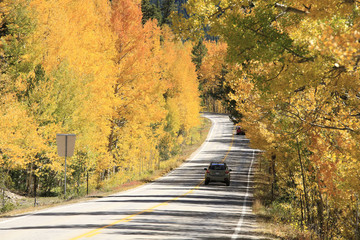 Fototapeta na wymiar Autumn: Golden trees along the US route 82 in Rock Mountain
