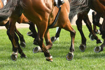 Horse racing action