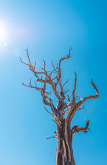 Dried tree in the Grand Canyon National Park. Desert climate of Arizona