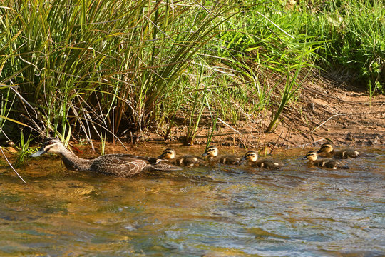 Pacific Black Duck with five ducklings in water
