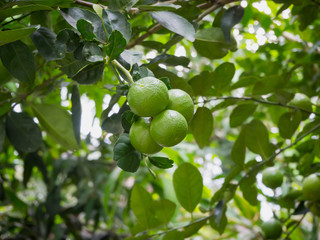 limes hanging on tree