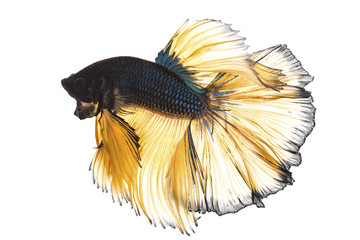 Front view of of  blue mustard betta fish isolated on white background