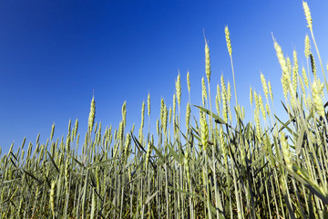 Obraz premium immature green grass