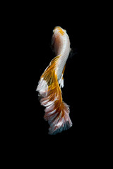 Fototapeta na wymiar Gold betta fish, siamese fighting fish on black background isolated