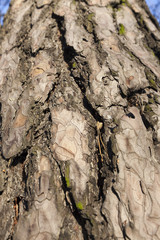 Bark of pine, close-up