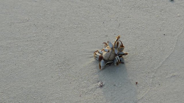 Seashell on the beach the butiful nature.