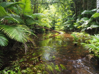 Rainforest stream