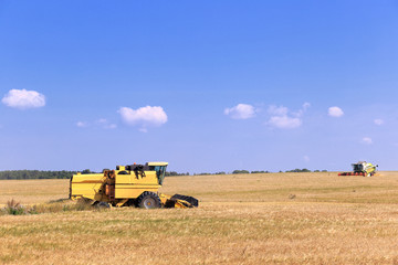 Obraz premium harvest