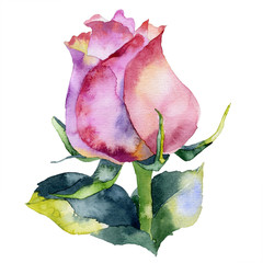 Red, beautiful, garden, noble rose. Juicy, beautiful, fragrant flower. Bush, decorative, vegetable garden. Watercolor. Illustration