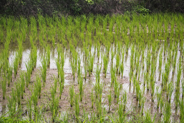 Obraz premium rice field wet mud plant nature background