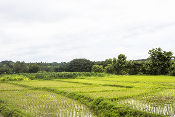 Fototapeta na wymiar rice field wet mud plant nature background