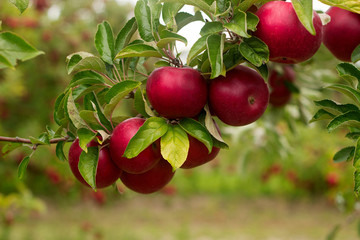 Obraz premium Ripe apples on the branches of a tree in the garden. Selective focus.