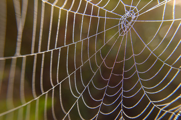 dew on a spider web