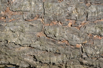 interesting texture of a tree in bright light
