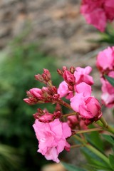 Pinke Blumen