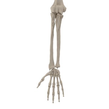 Human Arm Bones on white. 3D illustration