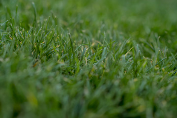 Green Grass Close Up