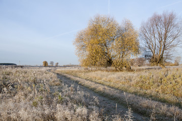 grove in autumn