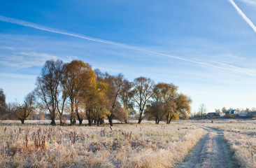 grove in autumn