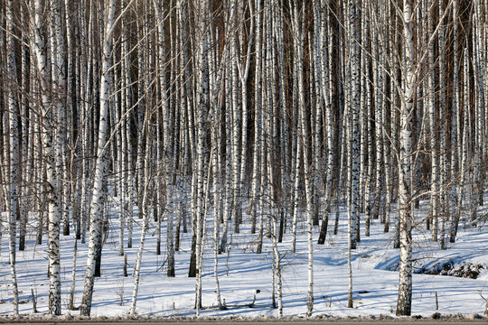 Fototapeta white birches