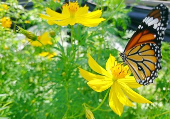 A Monarch Butterfly perched on a yellow flower in the garden