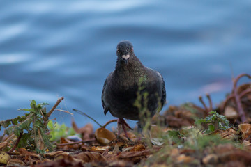 Pigeon portrait
