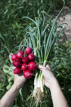 radishes and green onions