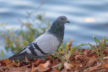 Pigeon portrait