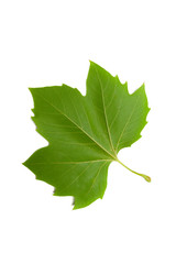 Green leaf