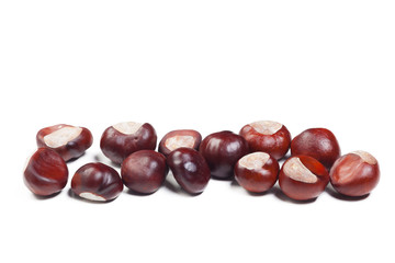 chestnut on a white background